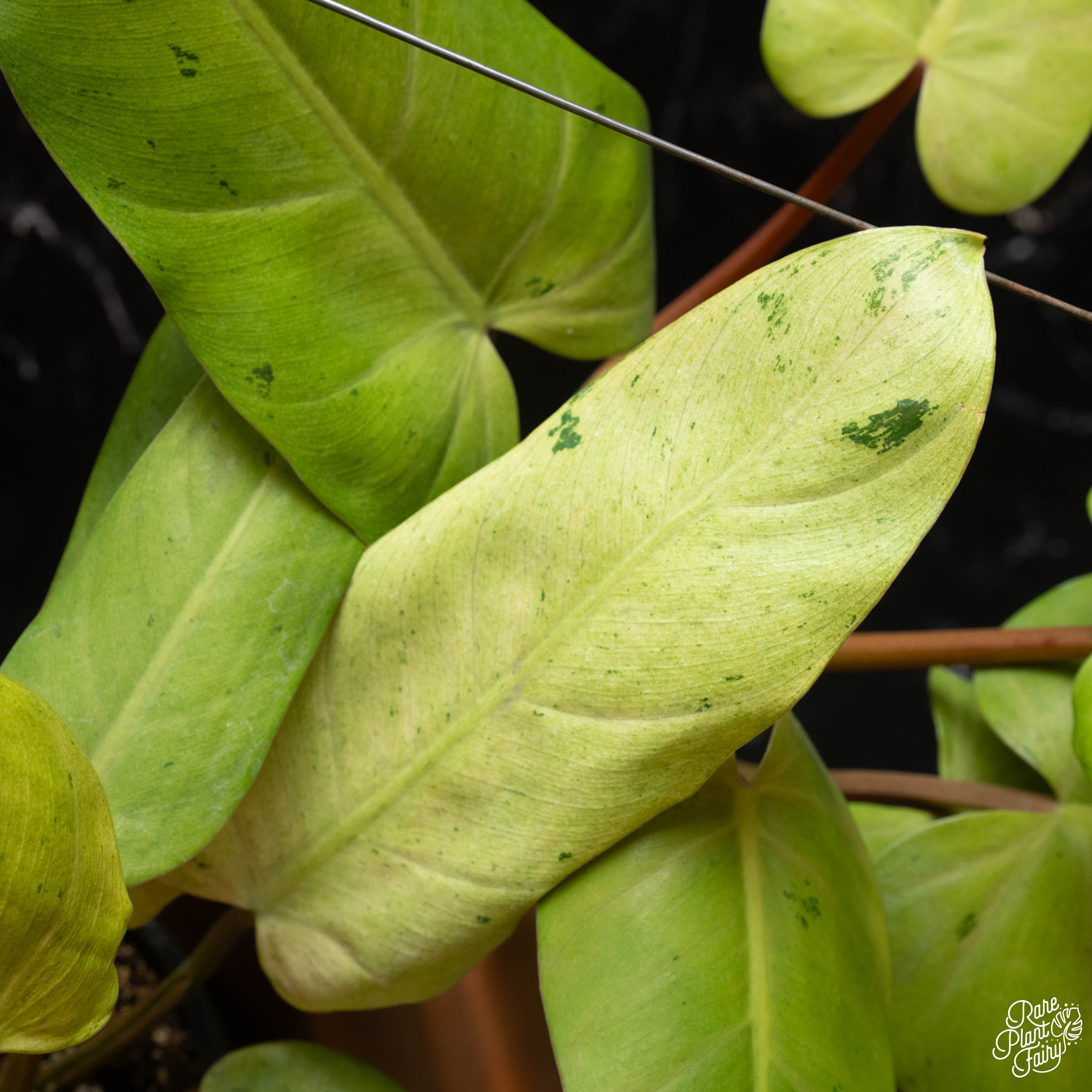whipple way philodendron Philodendron 'Whipple Way' *Grower's Choice*
