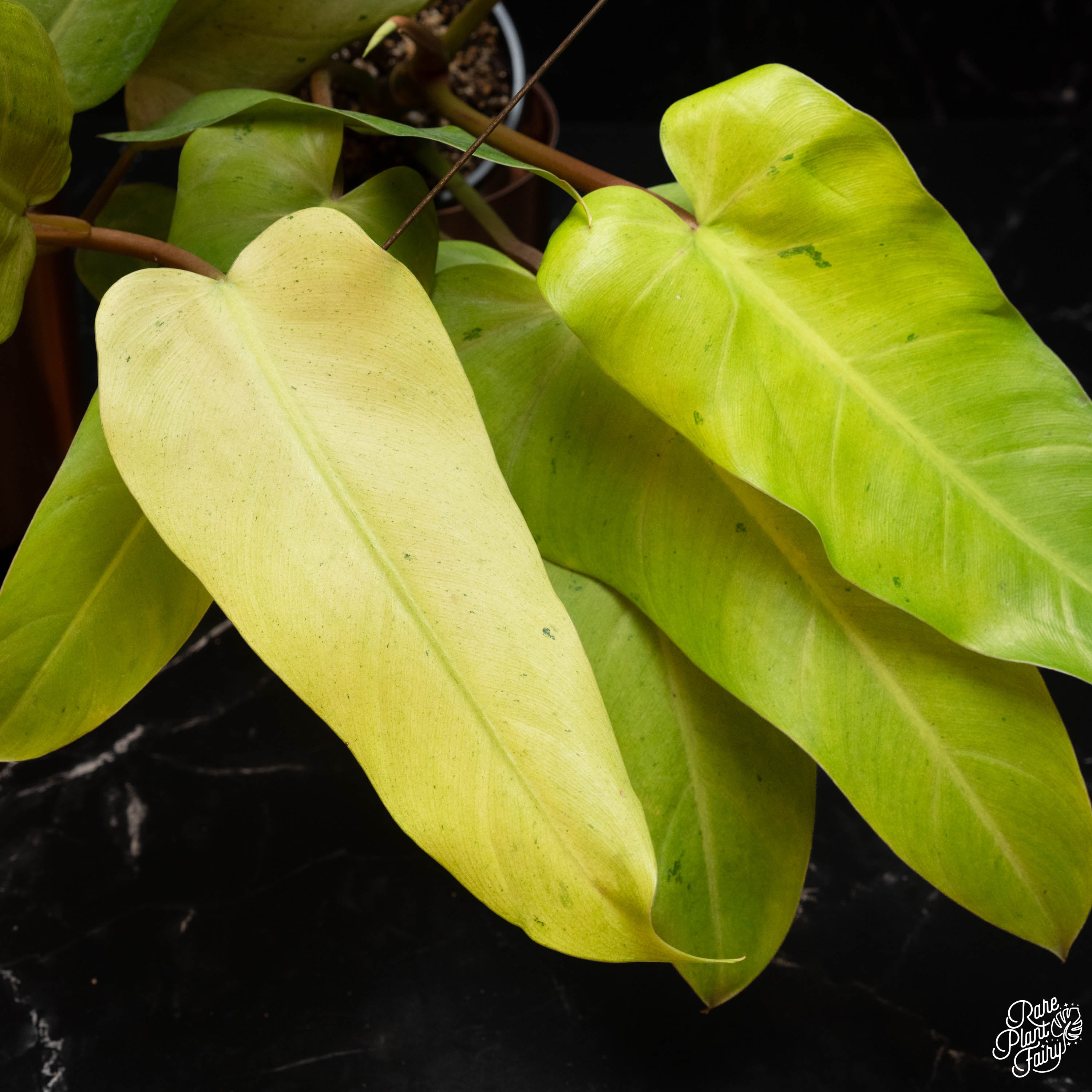 variegated philodendron whipple way Philodendron 'Whipple Way' *Grower's Choice* – Rare Plant Fairy