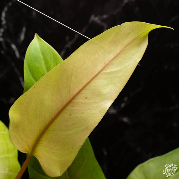 Philodendron 'Whipple Way' (Thai clone) *Grower's choice*