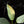 Load image into Gallery viewer, Philodendron &#39;Silver Sword&#39; variegated (A17)
