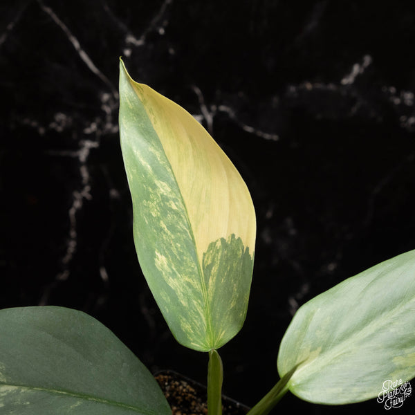 Philodendron 'Silver Sword' variegated (A17)