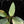 Load image into Gallery viewer, Philodendron &#39;Silver Sword&#39; variegated (A17)
