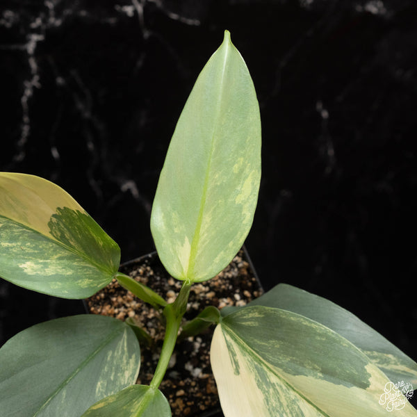 Philodendron 'Silver Sword' variegated (A17)