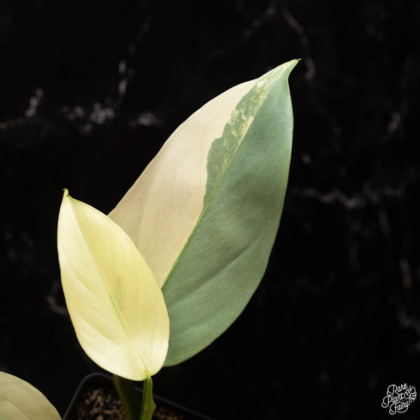 Philodendron 'Silver Sword' variegated (B17)