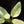 Load image into Gallery viewer, Philodendron &#39;Silver Sword&#39; variegated (B17)
