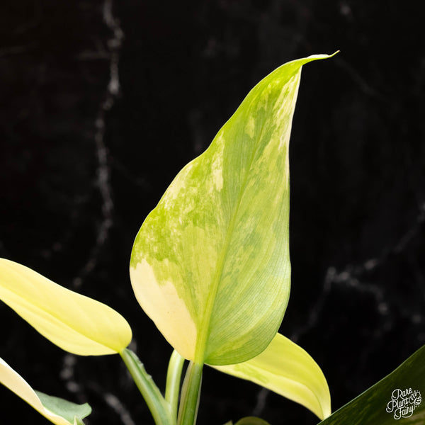 Philodendron 'Silver Sword' variegated (B17)