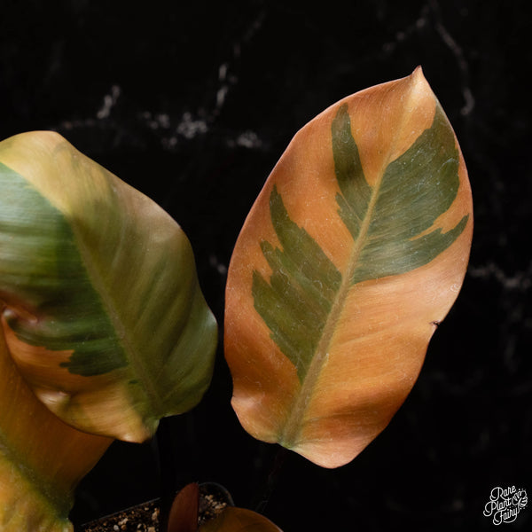 Philodendron 'Black Cardinal' variegated (A17)