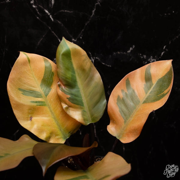 Philodendron 'Black Cardinal' variegated (A17)