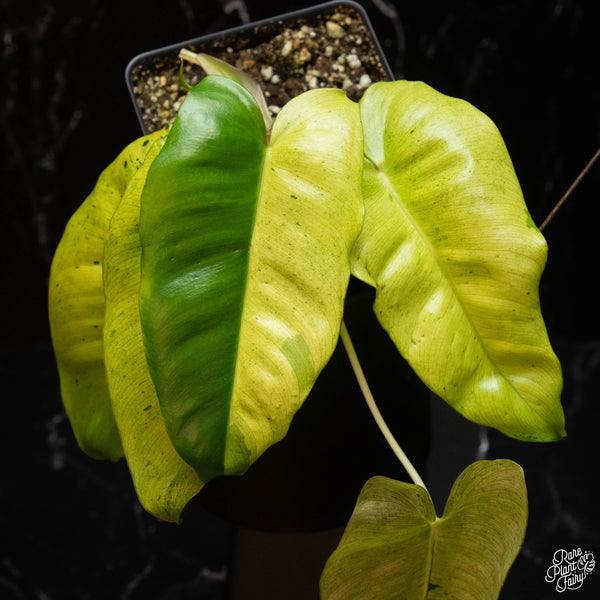 Philodendron 'Burle Marx' mint variegated (A17)