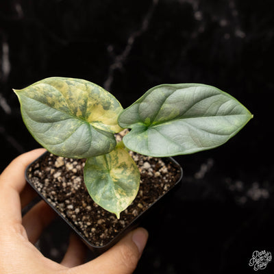 Alocasia 'Silver Dragon' Aurea Variegated