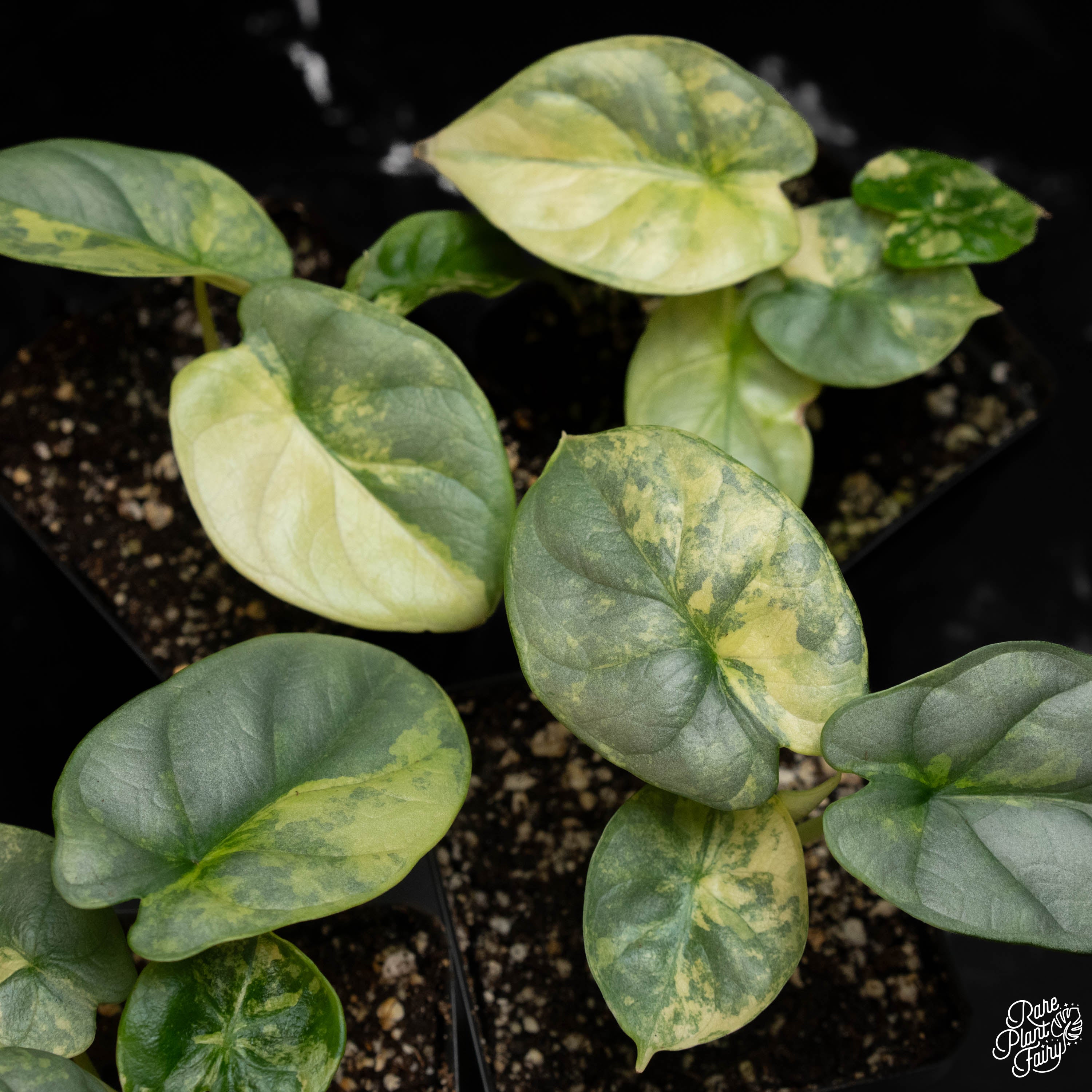 anthurium silver dragon Alocasia 'Silver Dragon' aurea variegated *Grower's Choice*