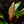 Load image into Gallery viewer, Philodendron &#39;Firebird&#39; variegated (A01)
