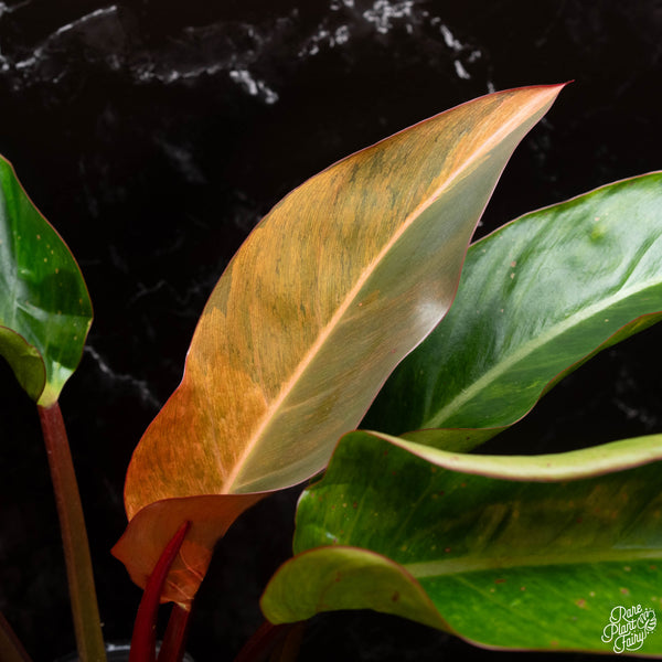 Philodendron 'Firebird' variegated (A01)