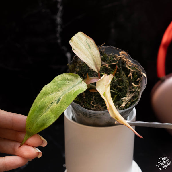 Philodendron micans mint variegated (E01) *2 growth points*