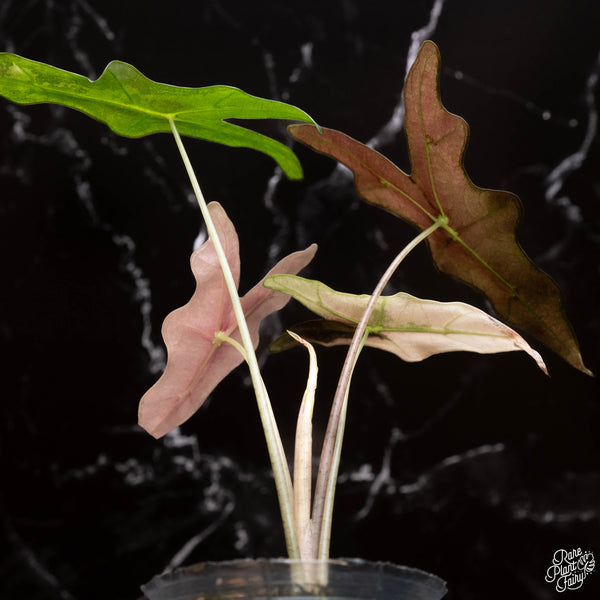 Alocasia sanderiana ‘Nobilis’ pink variegated (A01)