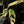 Load image into Gallery viewer, Monstera adansonii albo variegated (large form/indo form) (A17)
