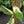 Load image into Gallery viewer, Monstera laniata mint/albo variegated (A13)
