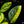 Load image into Gallery viewer, Monstera karstenianum &#39;Peru&#39; variegated (A17)
