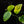Load image into Gallery viewer, Monstera karstenianum &#39;Peru&#39; variegated (B17)
