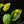 Load image into Gallery viewer, Monstera karstenianum &#39;Peru&#39; variegated (B17)
