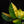 Load image into Gallery viewer, Monstera karstenianum &#39;Peru&#39; variegated (C17)
