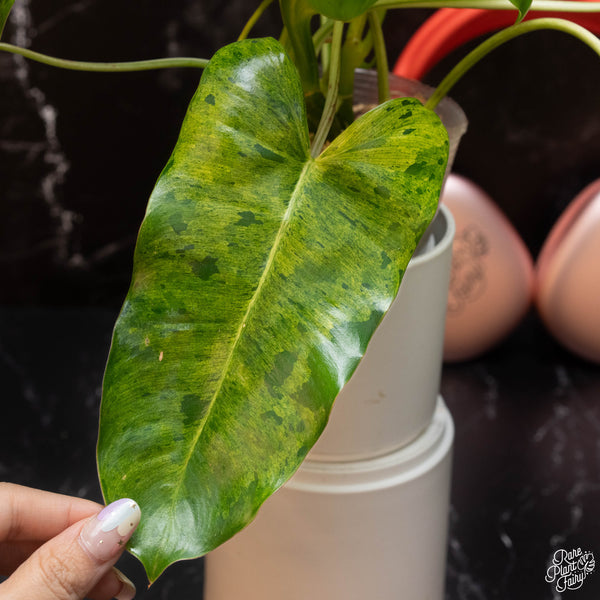 Philodendron 'Burle Marx' mint variegated (A02)