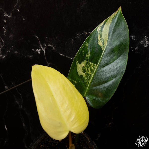 Philodendron 'Emerald Queen' variegated (A17)