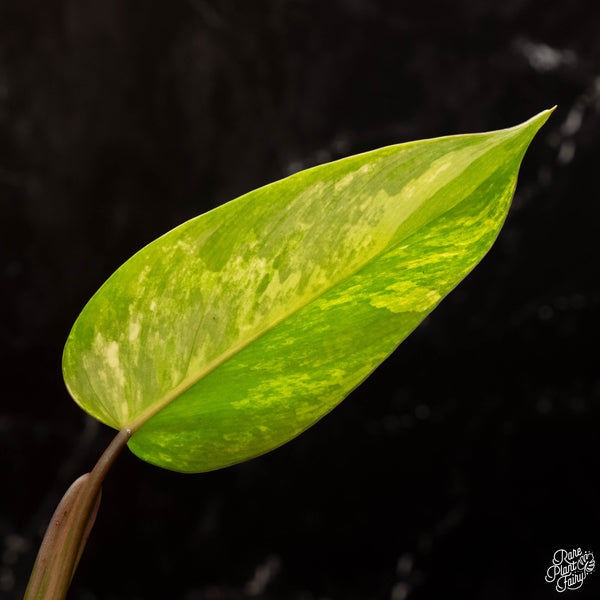 Philodendron 'Emerald Queen' variegated (B17)