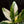 Load image into Gallery viewer, Spathiphyllum sensation albo variegated (A02)
