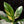Load image into Gallery viewer, Spathiphyllum sensation albo variegated (A02)
