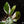 Load image into Gallery viewer, Philodendron &#39;White Knight&#39; (A17) *mutation*
