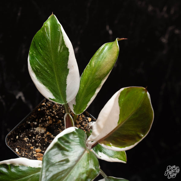 Philodendron 'White Knight' (A17) *mutation*