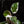 Load image into Gallery viewer, Philodendron &#39;White Knight&#39; (A17) *mutation*
