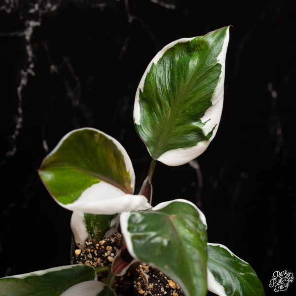 Philodendron 'White Knight' (A17) *mutation*