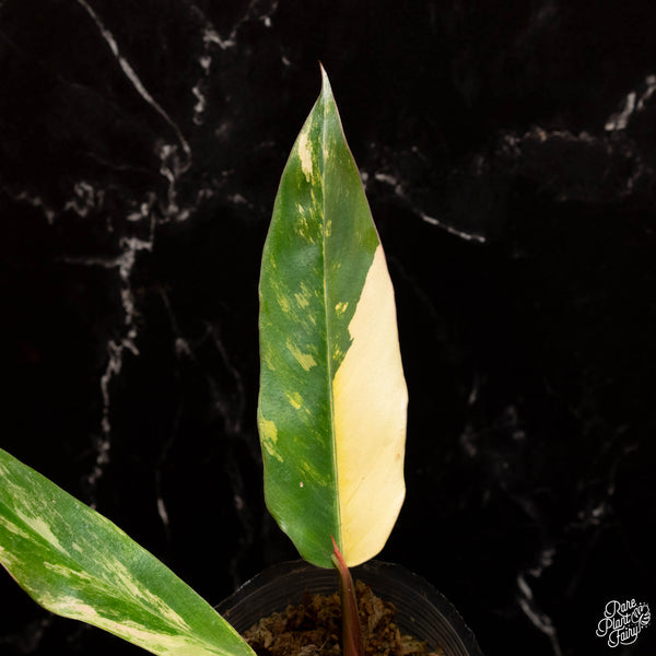 Philodendron 'Caramel Marble' (A17)