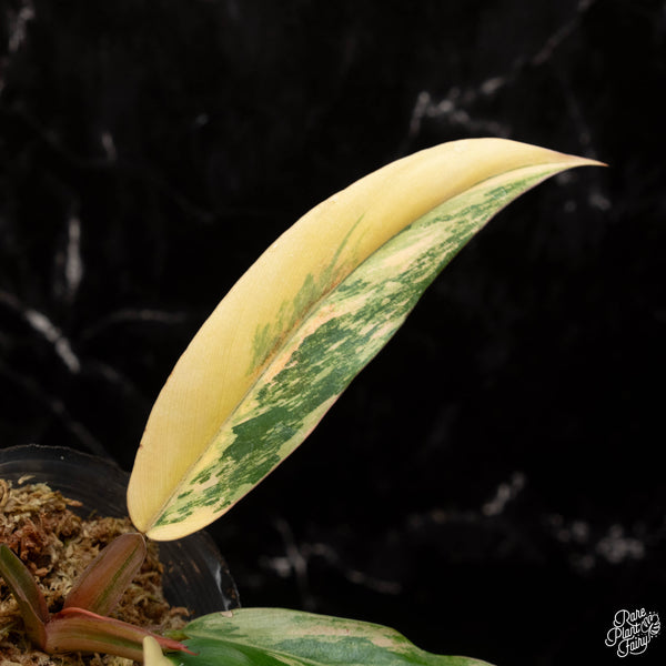 Philodendron 'Caramel Marble' (A17)