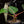 Load image into Gallery viewer, Anthurium luxurians x papillilaminum (A02) *an additional offset*
