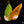Load image into Gallery viewer, Philodendron &#39;Persimmon Princess&#39; (A17)
