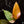 Load image into Gallery viewer, Philodendron &#39;Persimmon Princess&#39; (A17)
