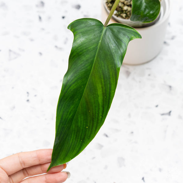 Philodendron 69686 (29A)