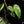 Load image into Gallery viewer, Epipremnum hanoman sp. &#39;Bali&#39; variegated (A17) *2 stems*
