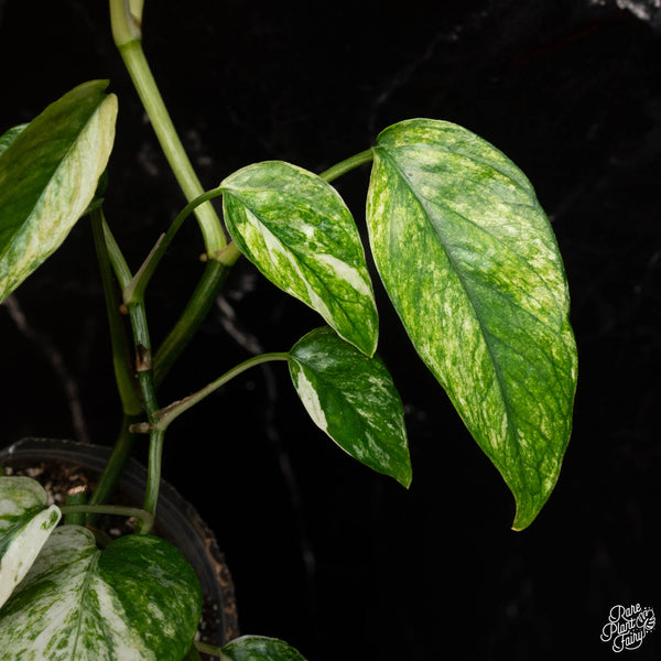 Epipremnum hanoman sp. 'Bali' variegated (A17) *2 stems*