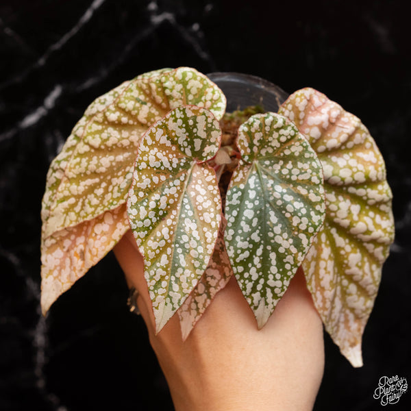 Begonia 'Snow Capped' variegated (A02)