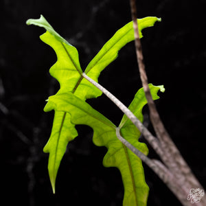Alocasia Sulawesi sp. 'Sabrina'