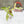 Load image into Gallery viewer, Syngonium angustatum variegated (29A)
