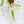 Load image into Gallery viewer, Syngonium angustatum variegated (29A)
