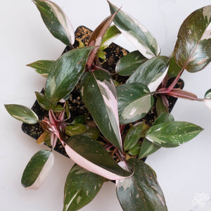 Philodendron 'Red Anderson' *Grower's Choice*