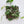 Load image into Gallery viewer, Epipremnum pinnatum albo variegated *Grower&#39;s choice*
