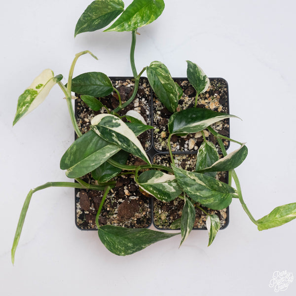 Epipremnum pinnatum albo variegated *Grower's choice*