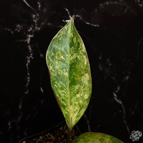 Aglaonema 'Siam Jade' variegated (A17)